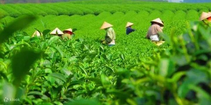 Gỗ và Video: Kết nối nghệ thuật truyền thống với công nghệ hiện đại